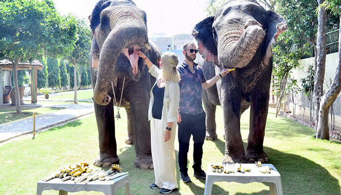 Elephant Feeding