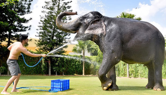 Showering the Elephant